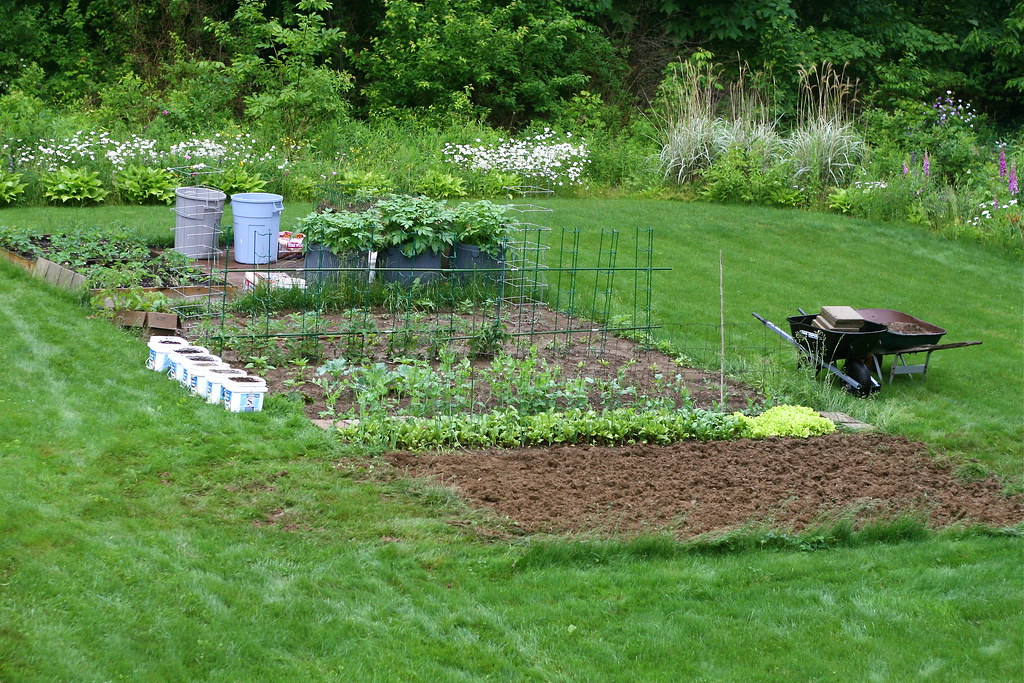 Potager avec légumes en rangs